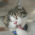 higiene do seu gato