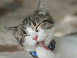 Cuidados a ter com a higienização do seu gato