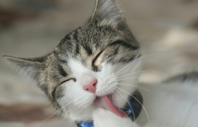 higiene do seu gato