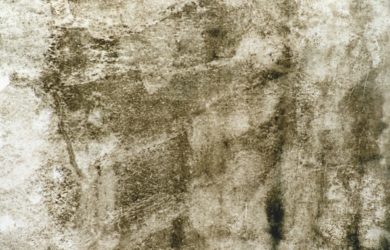 mancha de caruncho