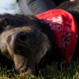 Cuidados a ter com a Higiene do seu cão