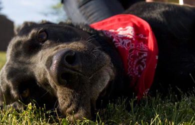 Cuidados a ter com a Higiene do seu cão