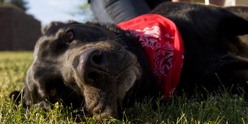 Cuidados a ter com a Higiene do seu cão