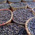 manchas-de-açai