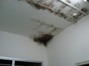 Limpeza de bolor no teto