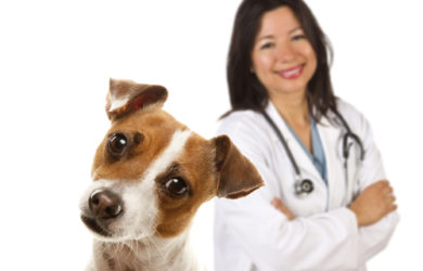 Limpeza de Cães